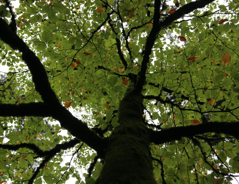 Quel avenir pour notre forêt ?