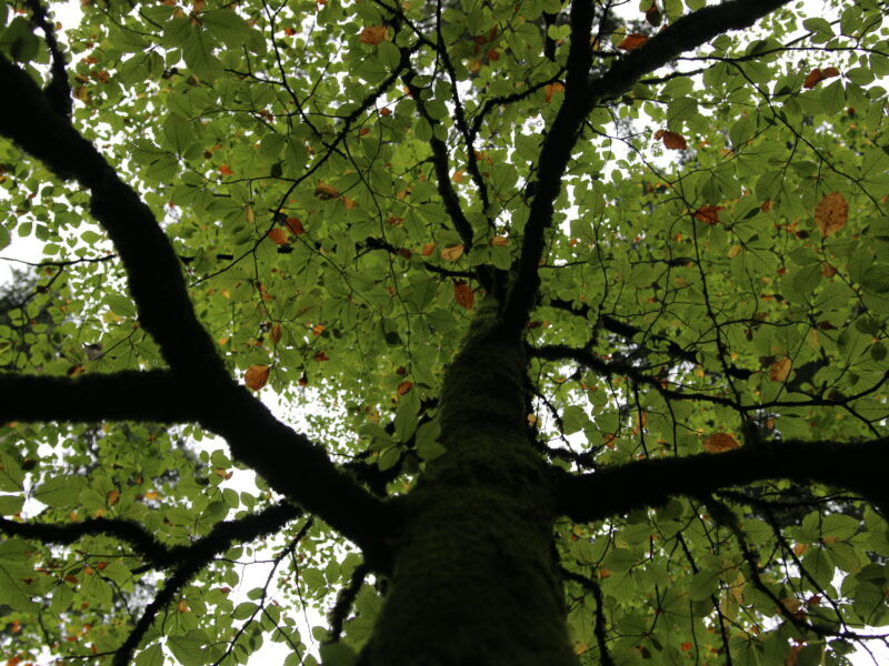 Quel avenir pour notre forêt ?